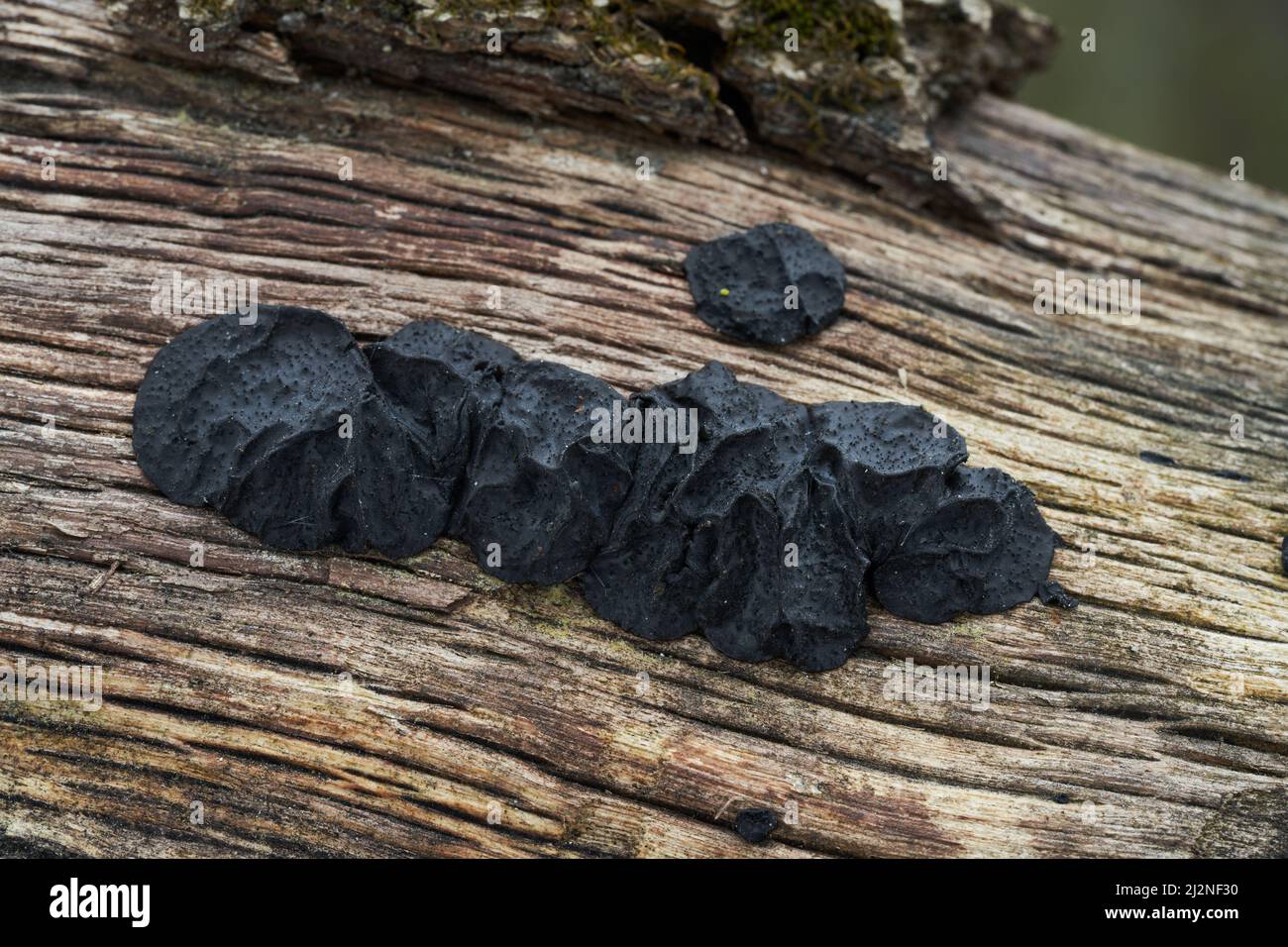Champignon non comestible Exidia glandulosa dans la forêt décidue. Connu sous le nom de beurre de sorcières noires, rouleau de gelée noire, ou champignon de gelée de verrue. Champignon noir sauvage. Banque D'Images