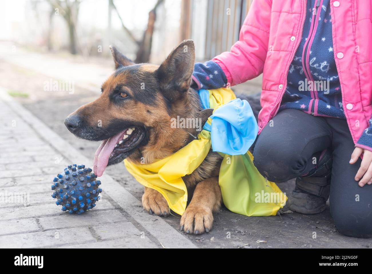 berger allemand patriote de l'Ukraine, drapeau de l'ukraine Photo Stock -  Alamy