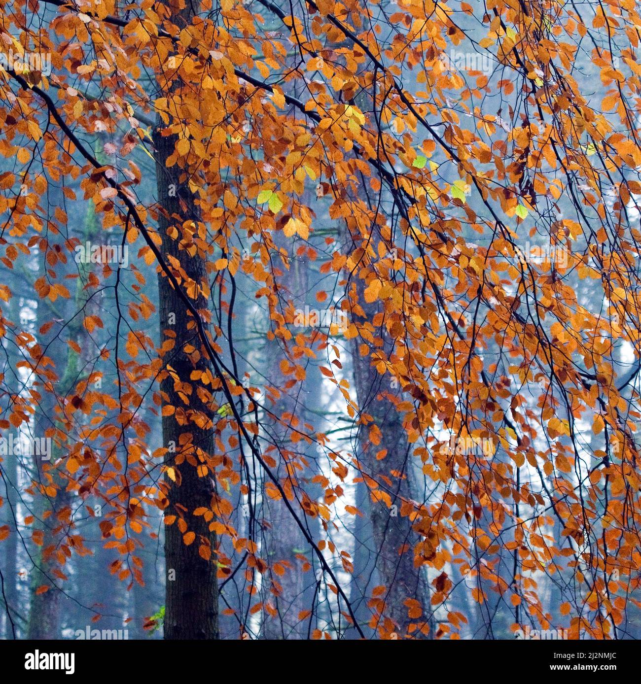 Beech tree branches et feuilles avec de superbes couleurs d'automne sur Cannock Chase Zone de Beauté Naturelle Exceptionnelle Staffordshire Banque D'Images