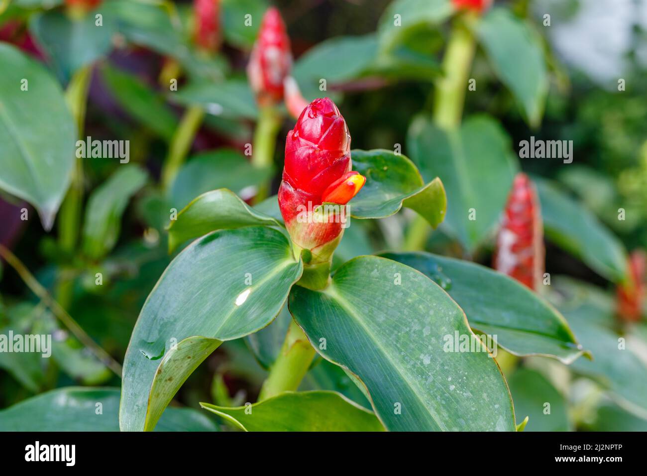 Gingembre à tête indienne rouge gonflant ou Cotus spicatus. Bali, Indonésie. Banque D'Images