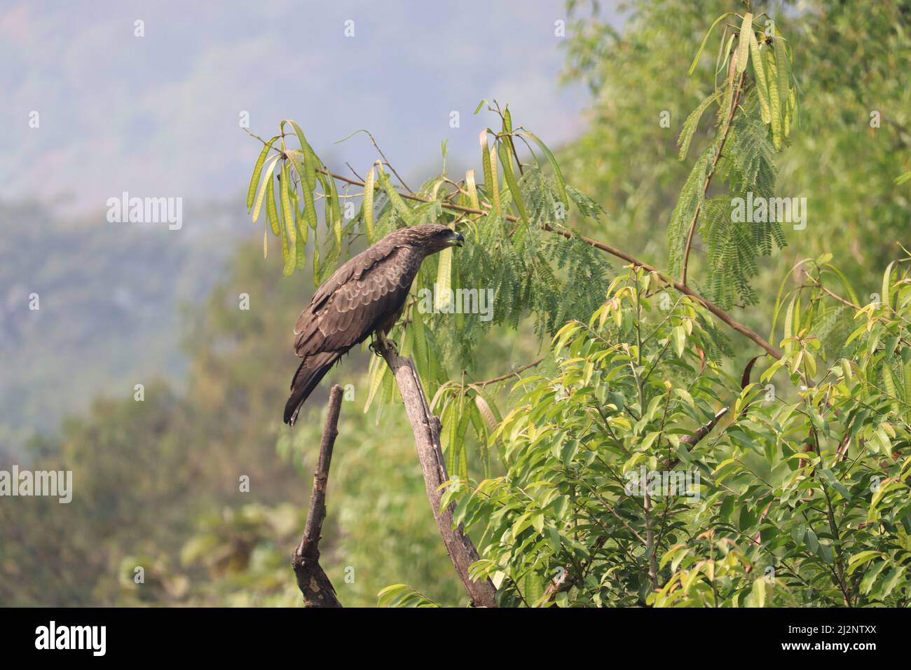 Un cerf-volant noir indien, perché sur une branche d'arbre sèche parmi les arbres verts autour. Il est également appelé Milvus Migrans, une variété commune dans In Banque D'Images