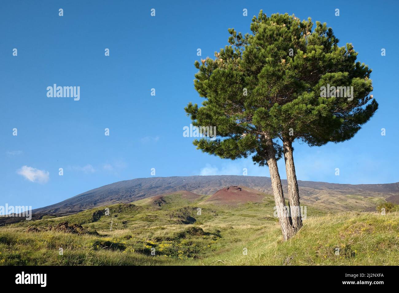 Etna Park Lone Pine contre ciel bleu, Sicile Banque D'Images