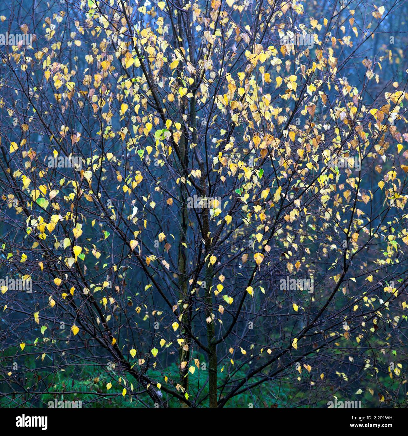 Bouleaux rétro-éclairés avec feuillage jaune beurre à l'automne Cannock Chase zone de beauté naturelle exceptionnelle Staffordshire Banque D'Images