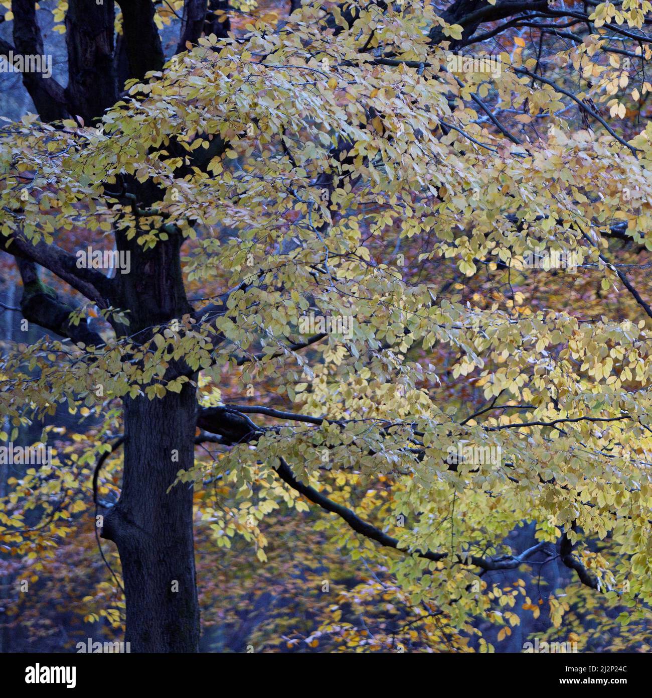 Forêt en automne montrant la beauté dans la nature avec des motifs, la forme, et le mouvement, avec une palette de couleurs d'automne, créant une œuvre artistique Banque D'Images