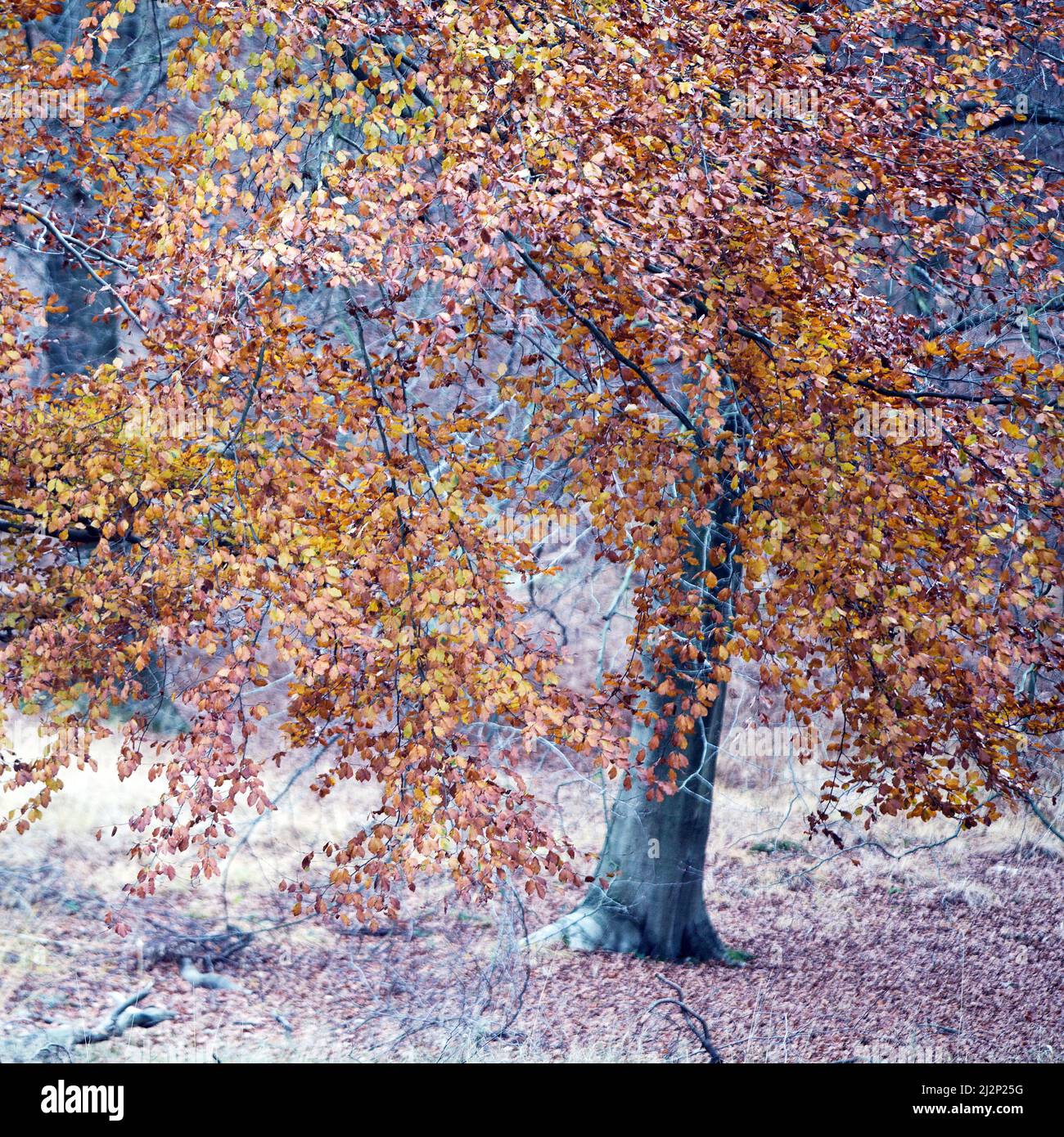 Magnifique feuillage à l'automne d'arbres de Hêtre mûrs sur Cannock Chase une région de beauté naturelle exceptionnelle Staffordshire Angleterre Banque D'Images