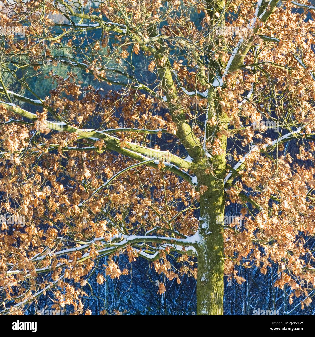 Paysage forestier pittoresque en hiver une photographie de chêne couvert de neige sur Cannock Chase. Banque D'Images