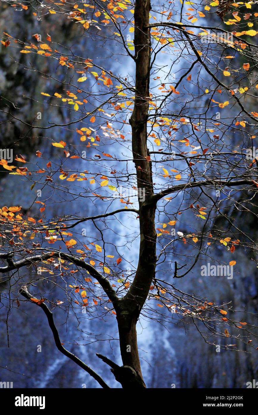Vallée de Conwy en automne arbre de hêtre à feuilles caduques rétroéclairées, situé contre la chute d'eau de Grey MaresTail dans les bois de la forêt de Gwydyr, montrant un magnifique au Banque D'Images