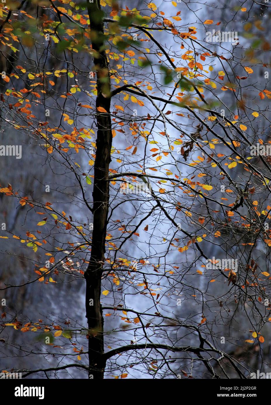 Vallée de Conwy en automne arbre de Hêtre rétro-éclairé à feuilles caduques placé contre la chute d'eau de la queue de Mares gris dans les bois de la forêt de Gwydyr, montrant un a merveilleux Banque D'Images