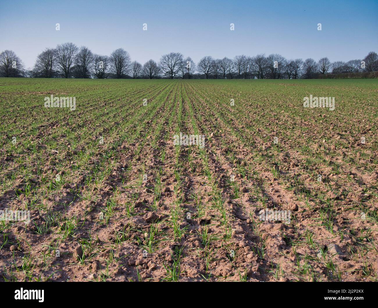 Rangées de blé d'hiver au stade de la fondation de la croissance. Pris au Royaume-Uni en mars par une journée ensoleillée et froide. Banque D'Images
