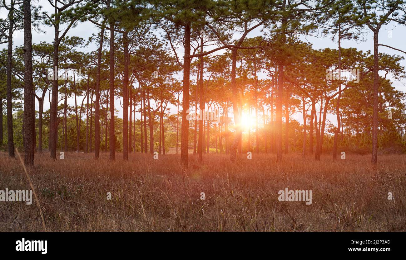 Beau lever de soleil dans la forêt de conifères. Tôt le matin avec des rayons du soleil dans le paysage de la forêt de pins. Banque D'Images
