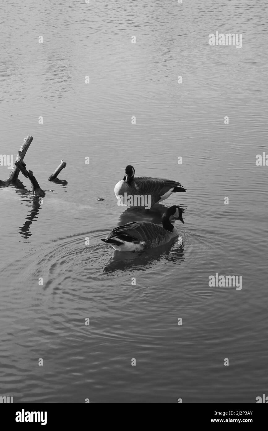Oies sauvages canadiennes nageant autour de l'étang tranquille du parc. Banque D'Images