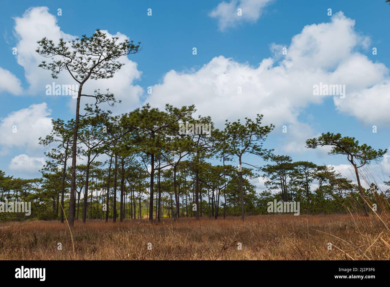 Vue des pins dans le champ de foin sur fond bleu ciel nuage. Banque D'Images