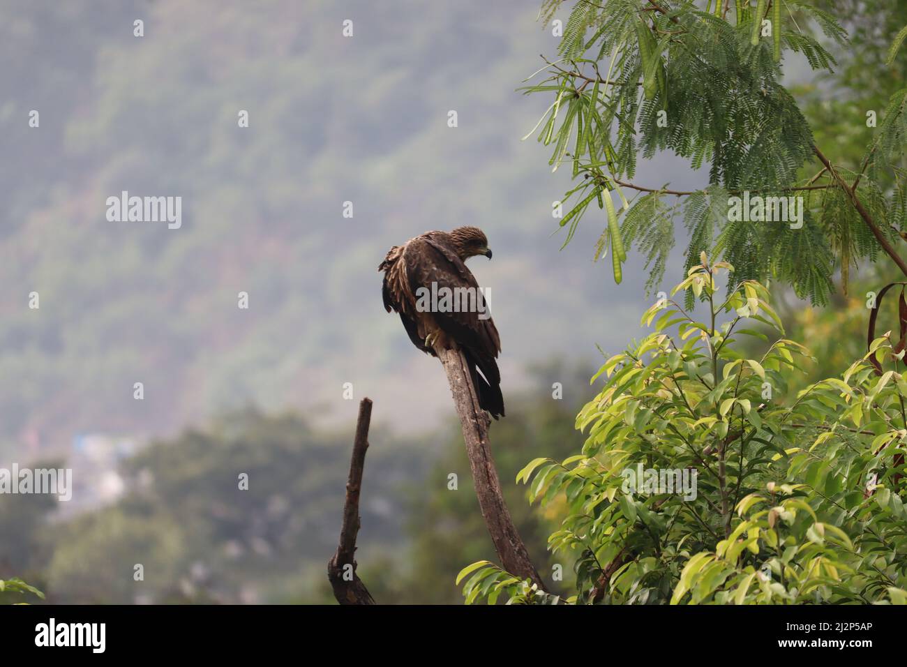 Un cerf-volant noir indien perché sur une branche d'arbre sèche parmi les arbres verts autour. Il est également appelé Milvus Migrans, une variété commune en Inde Banque D'Images