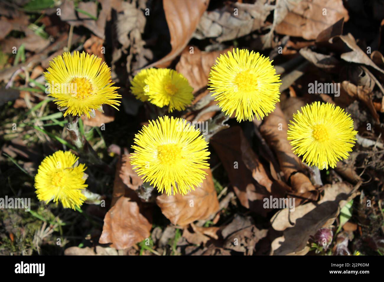 Le pied de Colt Tussilago farfara Banque D'Images