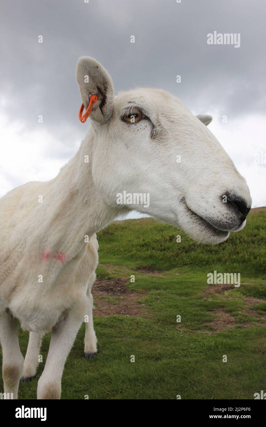 Curieux Sheep, long Mynd, Shropshire Banque D'Images