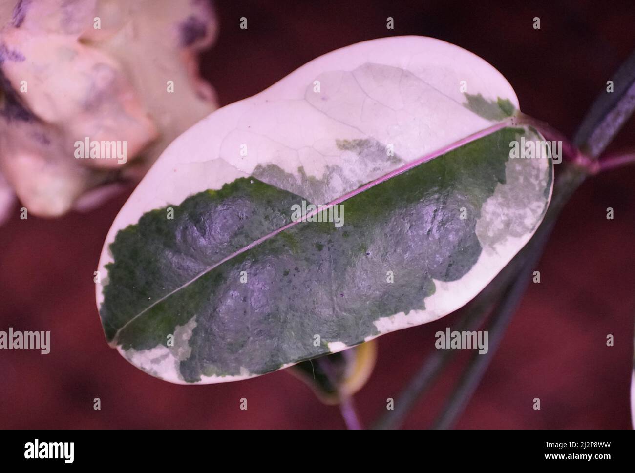 Gros plan d'une feuille variégée de Jasmine de Madagascar Banque D'Images