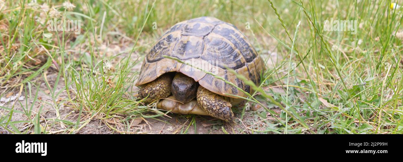 La tortue terrestre dans son environnement naturel. Un animal sauvage dans la forêt de Kalambaka, Grèce. La tortue des Hermanns. Banque D'Images