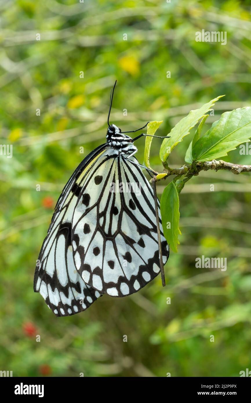 Gros plan d'un beau papillon (large Tree Nymph) assis un congé / fleur pendant le printemps, un jour ensoleillé Banque D'Images