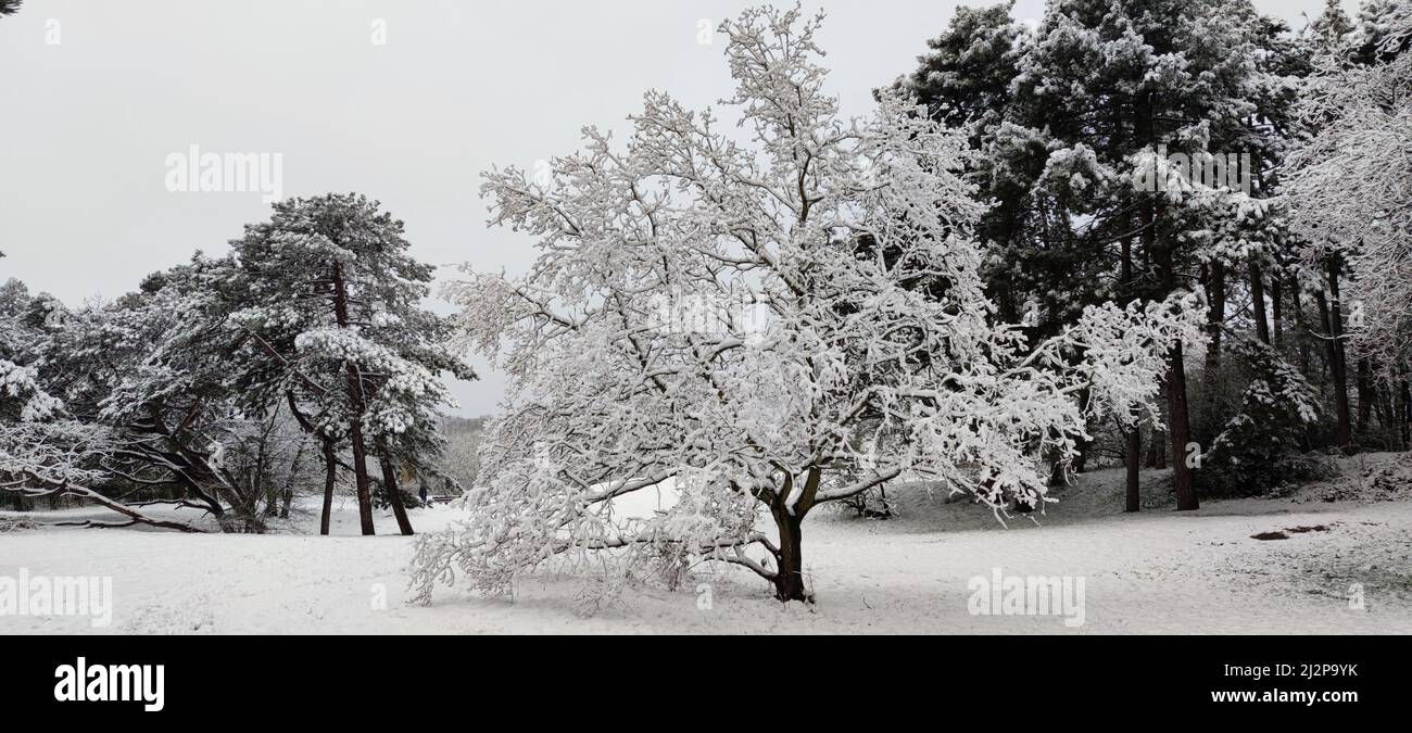 Panorama d'hiver pittoresque d'un arbre couvert de neige dans une forêt Banque D'Images