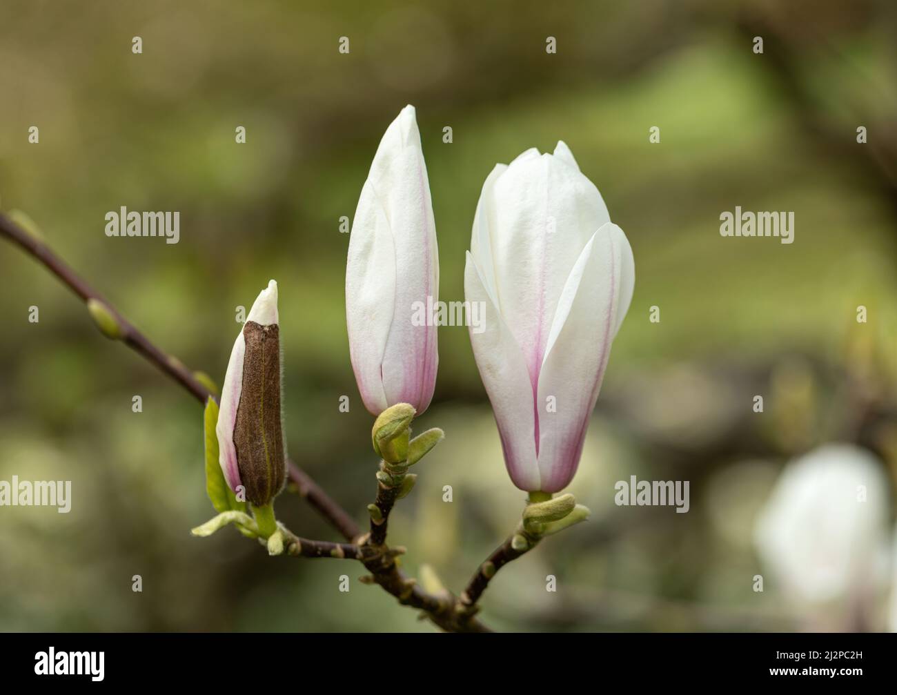 Gros plan de 3 boutons Magnolia s'ouvrant sur un fond vert flou, Angleterre, Royaume-Uni Banque D'Images