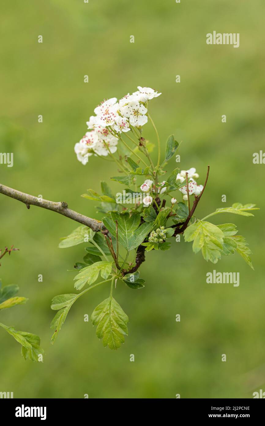 Gros plan sur Crataegus monogyna 'Biflora'| / Glastonbury Hawthorn au printemps avec fleur blanche sur fond vert flou, Angleterre Royaume-Uni Banque D'Images