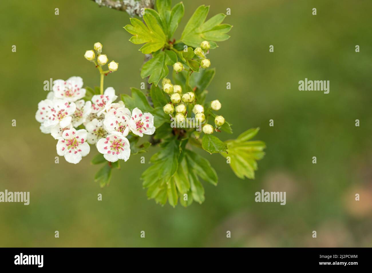 Gros plan sur Crataegus monogyna 'Biflora'| / Glastonbury Hawthorn au printemps avec fleur blanche sur fond vert flou, Angleterre Royaume-Uni Banque D'Images