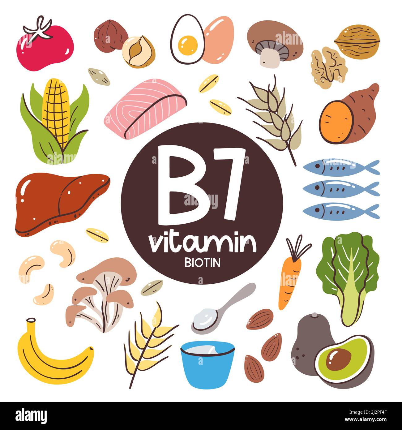 Produits alimentaires à haut niveau de vitamine B7 (Biotine). Ingrédients de cuisson. Fruits, légumes, champignons, noix, produits laitiers, poisson, foie. Illustration de Vecteur