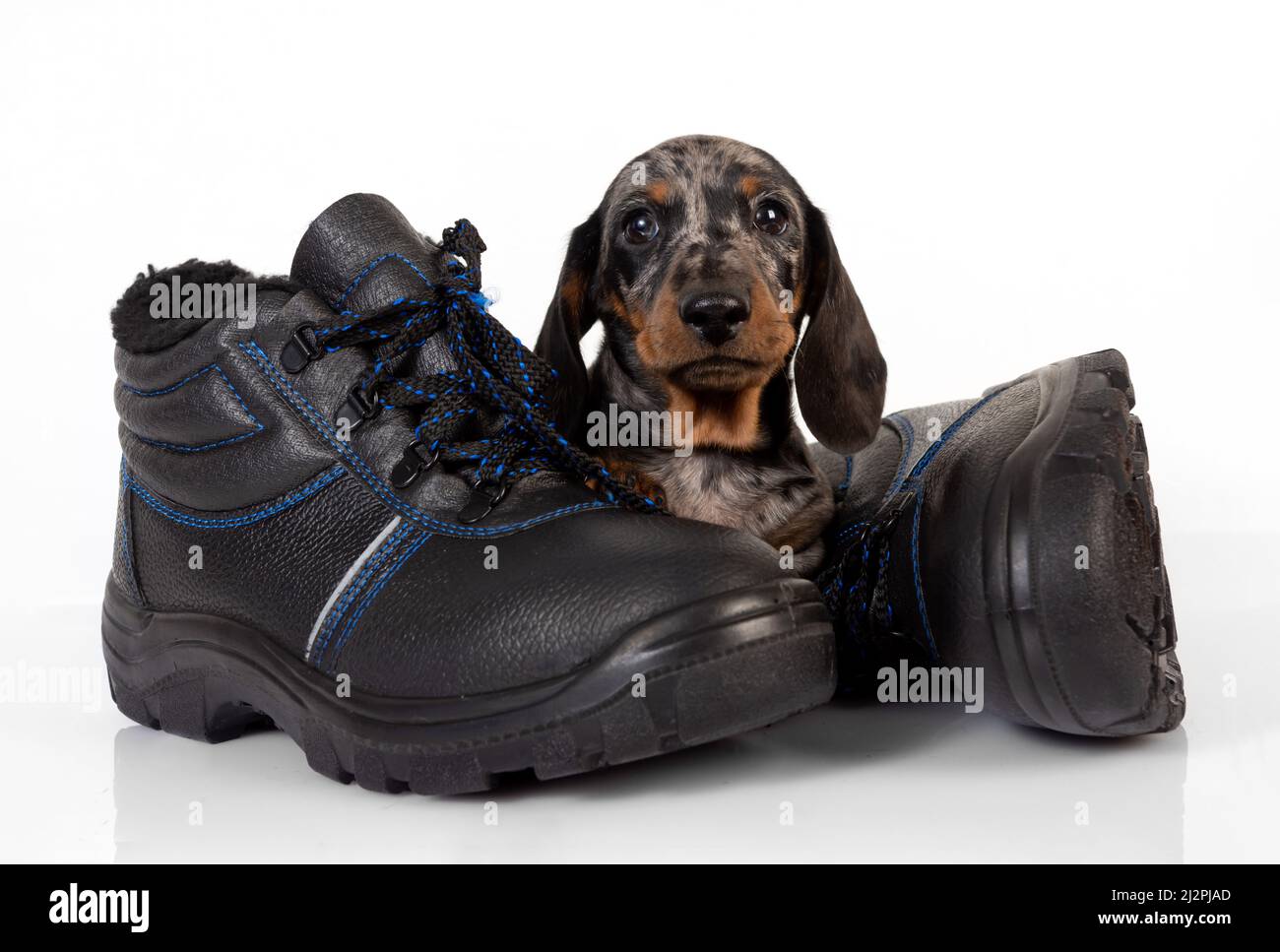 Petit chien de dachshund en marbre avec des chaussures couchée sur un fond blanc de studio Banque D'Images