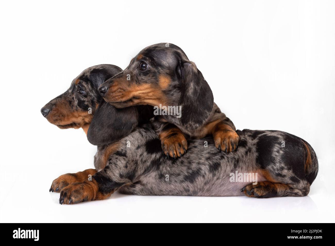 Une paire de chiots de dachshund en marbre aux cheveux lisses s'est fatiguée de la séance photo et s'est endormi l'un sur l'autre, isolé sur blanc Banque D'Images