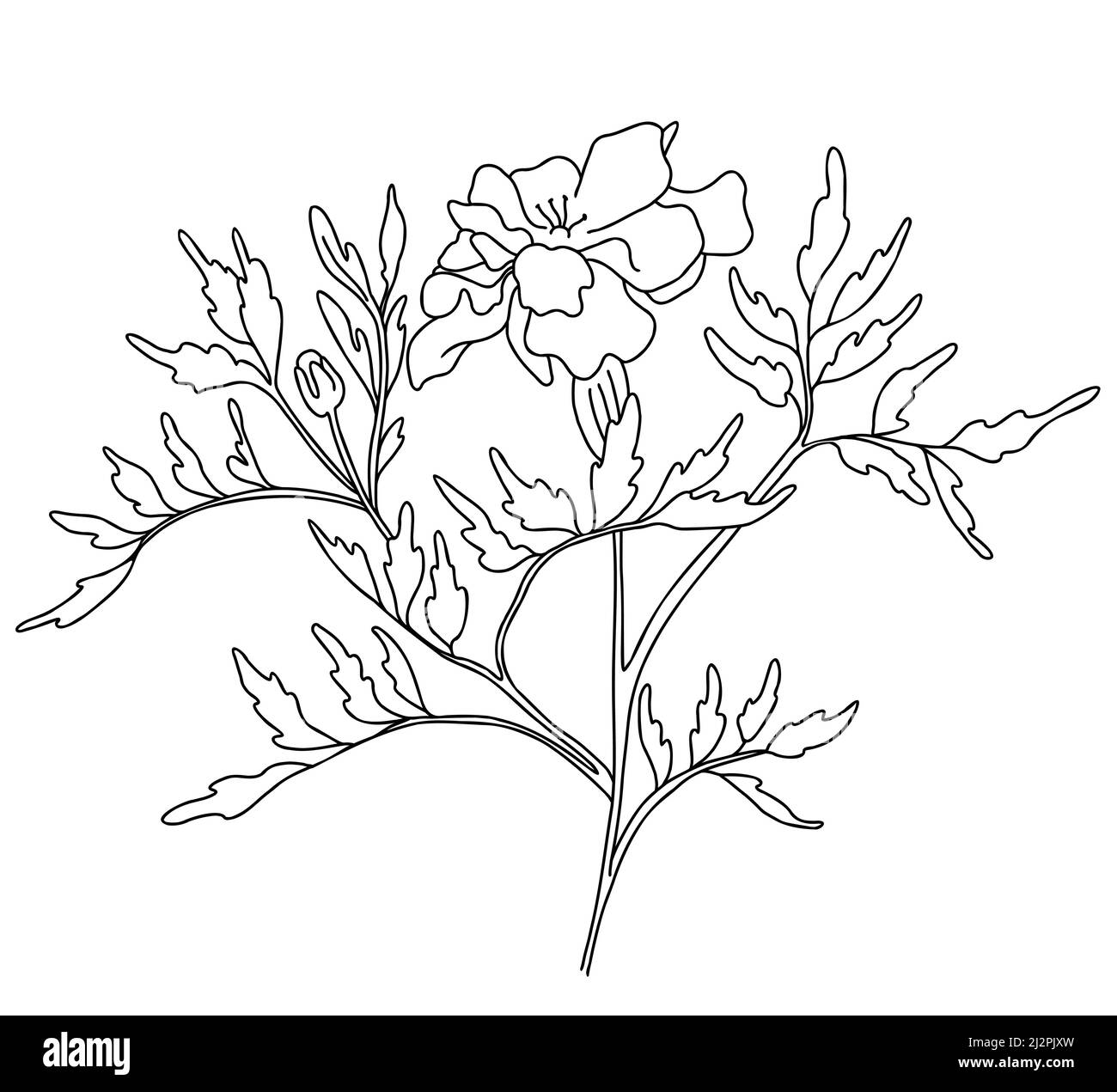 Belle fleur.Branche avec marigot en fleurs avec des feuilles.Illustration vectorielle.Dessin linéaire à la main, croquis de plantes saisonnières pour la conception, la décoration Illustration de Vecteur