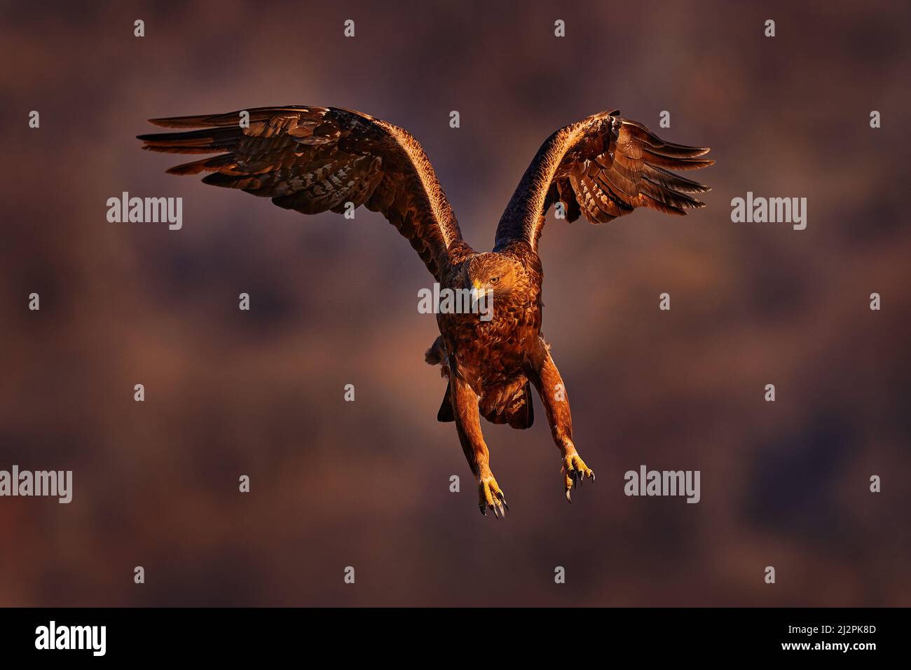 Aigle De Grande Envergure En 6 Lettres Coucher de soleil sur Eagle. Les Rhodopes de l'est s'agle avec l'aigle.  Oiseau volant de proie aigle doré avec grande envergure, photo avec flocons  de neige en hiver, monture en pierre Photo