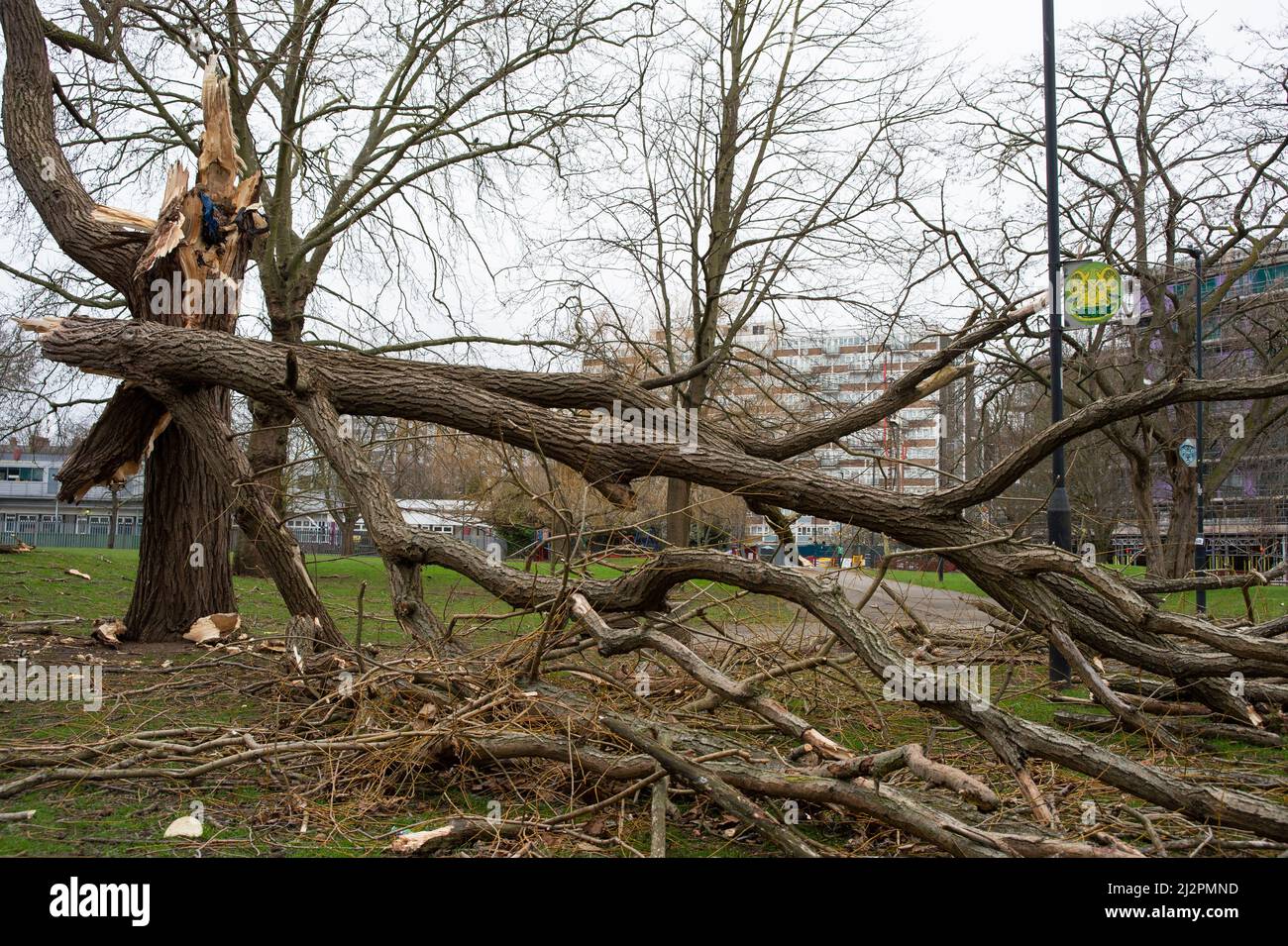 Arbre tombé suivant Storm Eunice, Maida Vale Park, Londres, Royaume-Uni Banque D'Images