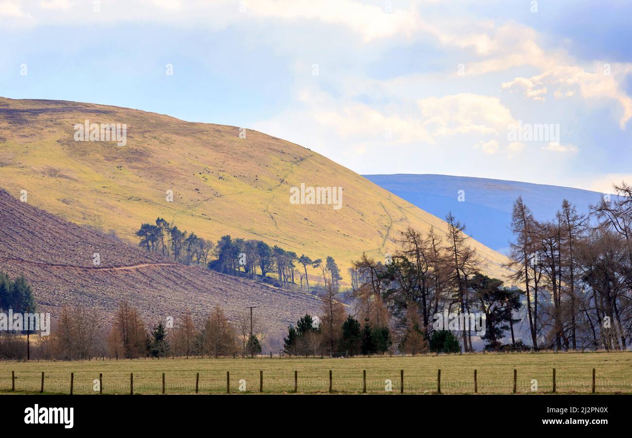 Au début du printemps, vue sur les terres agricoles, les forêts défrichées et les collines prises près de la colonie de Cappercleuch aux frontières écossaises, en Écosse Banque D'Images