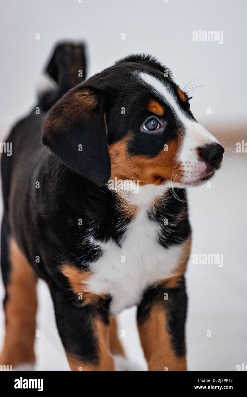 Beau chiot tricolore, bouvier de Appenzell un chien suisse Banque D'Images