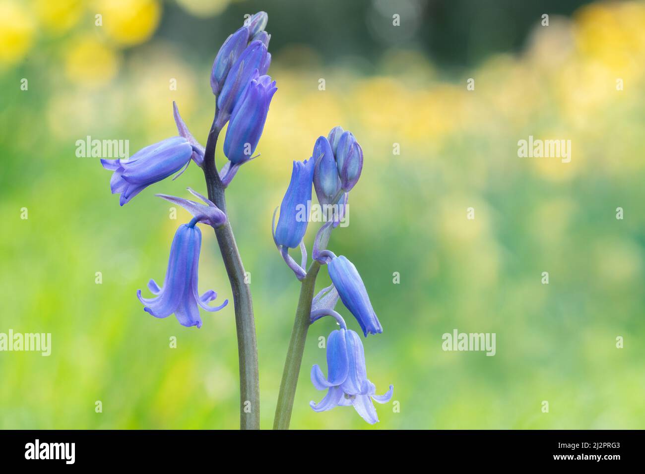 Bluebells dans le vieux cimetière de Southampton Banque D'Images