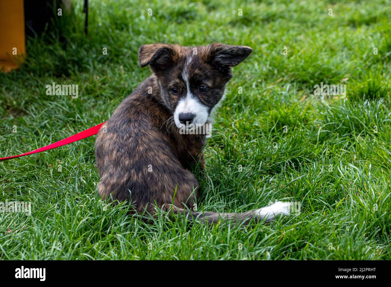 Welsh Corgi Cardigan Banque D'Images