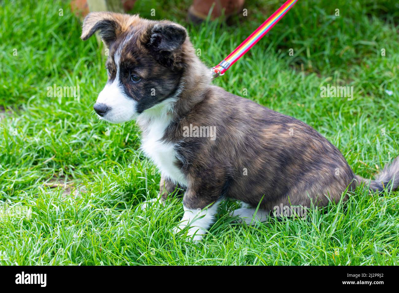 Welsh Corgi Cardigan Banque D'Images