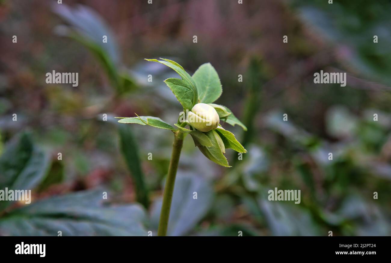 Les premiers proliférations dans la forêt subtropicale d'hiver. La rose de Lenten (Helleborus orientalis) fleurit sur la côte de la mer Noire du Caucase. Très probablement Helleborus orienta Banque D'Images