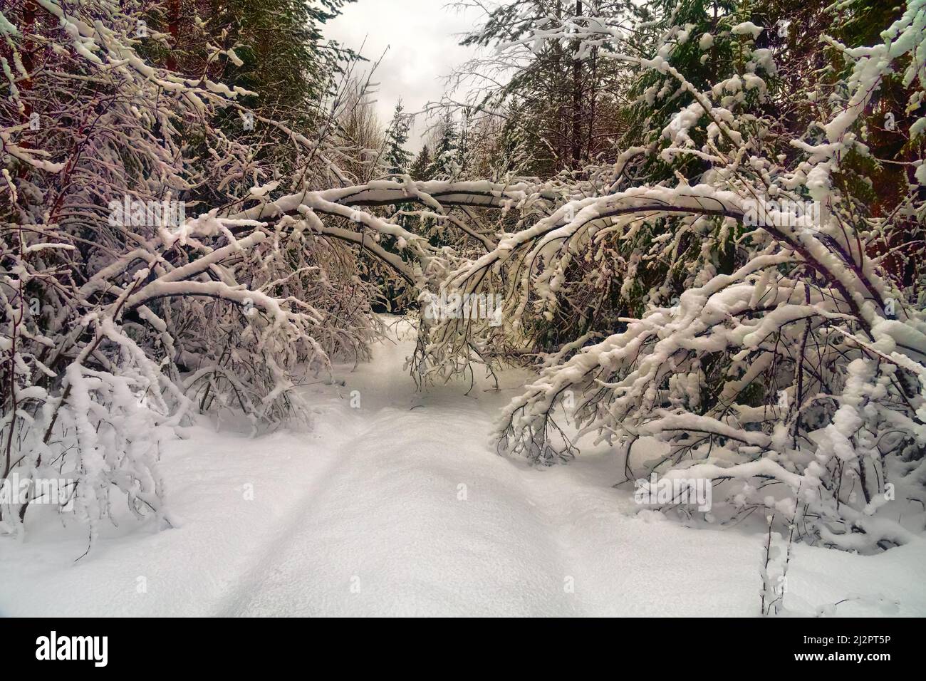 Randonnée en hiver. Route forestière enneigée, neige. Forêt sous-nivele du nord recouverte de neige, précipitations solides. Les arbres courbés sous le poids des chapeaux de neige Banque D'Images