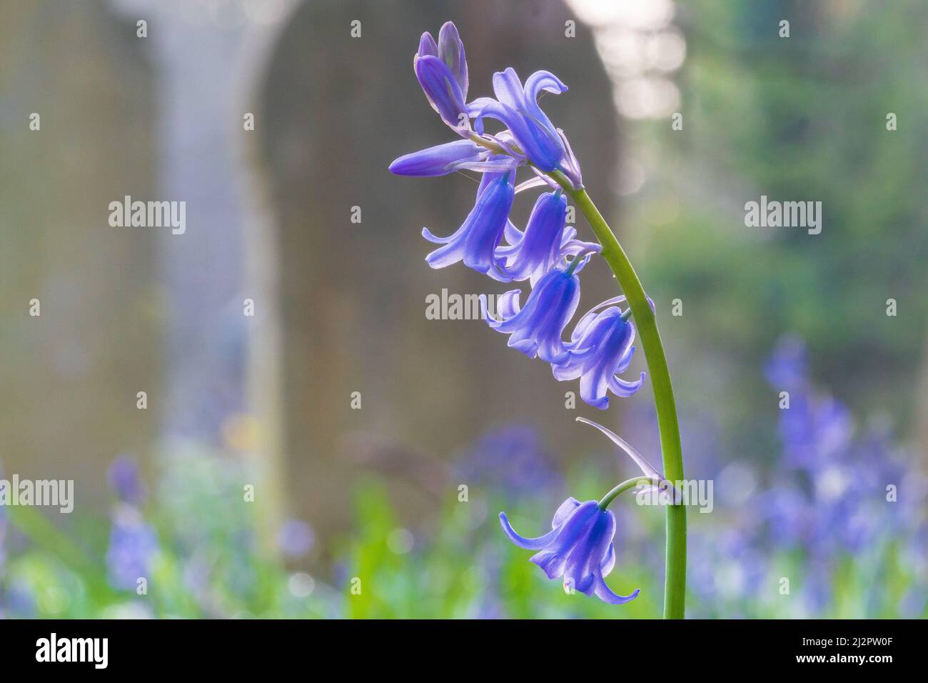 Bluebells dans le vieux cimetière de Southampton Banque D'Images