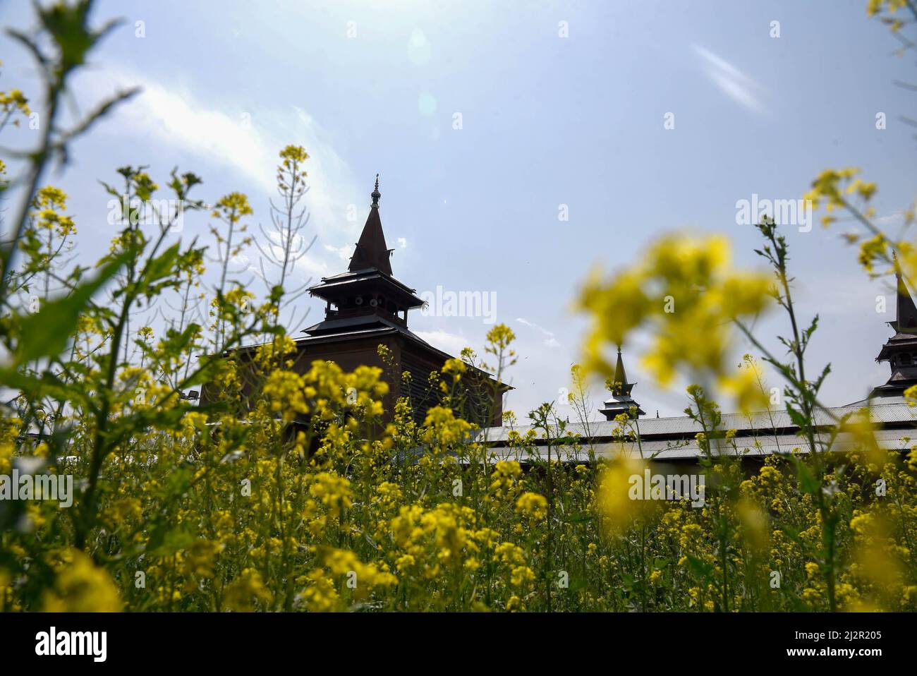 Srinagar, Inde. 03rd avril 2022. Une vue de Jamia Masjid au printemps, le premier jour du ramadan. Le ramadan, le mois le plus sacré de l'Islam, est une période de prière intense, de jeûne de l'aube au crépuscule et de fêtes nocturnes. (Photo par Irrees Abbas/SOPA Images/Sipa USA) crédit: SIPA USA/Alay Live News Banque D'Images