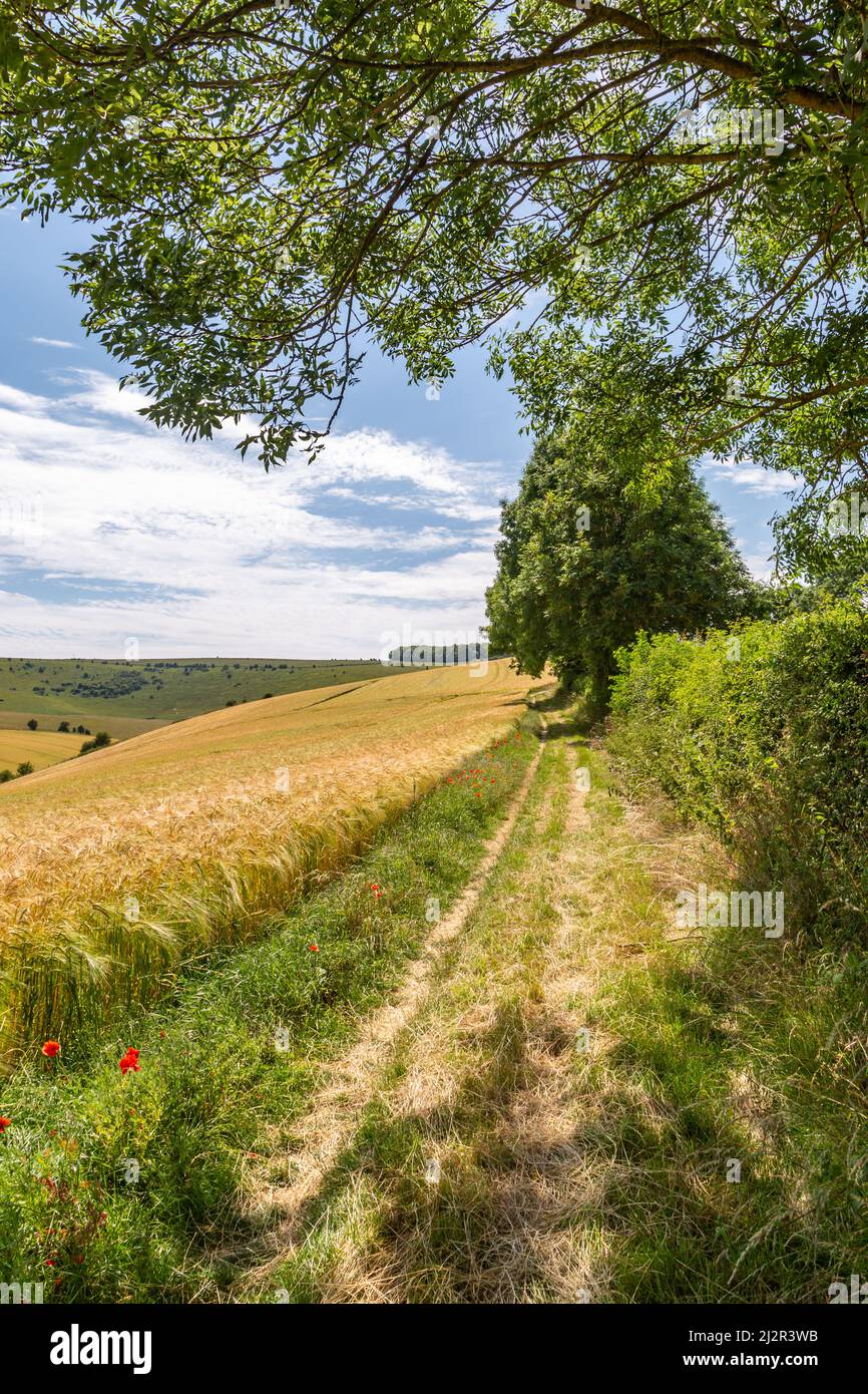 Un sentier dans les South Downs qui longe un champ de céréales Banque D'Images