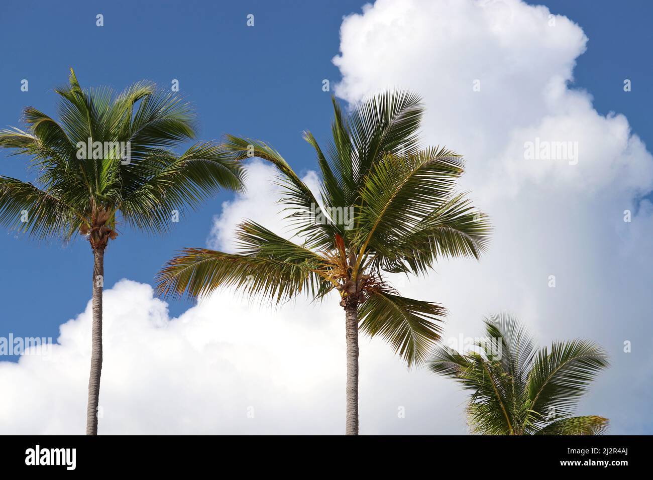 Palmiers à noix de coco contre le ciel bleu et les nuages blancs. Arrière-plan pour des vacances sur la plage tropicale Banque D'Images