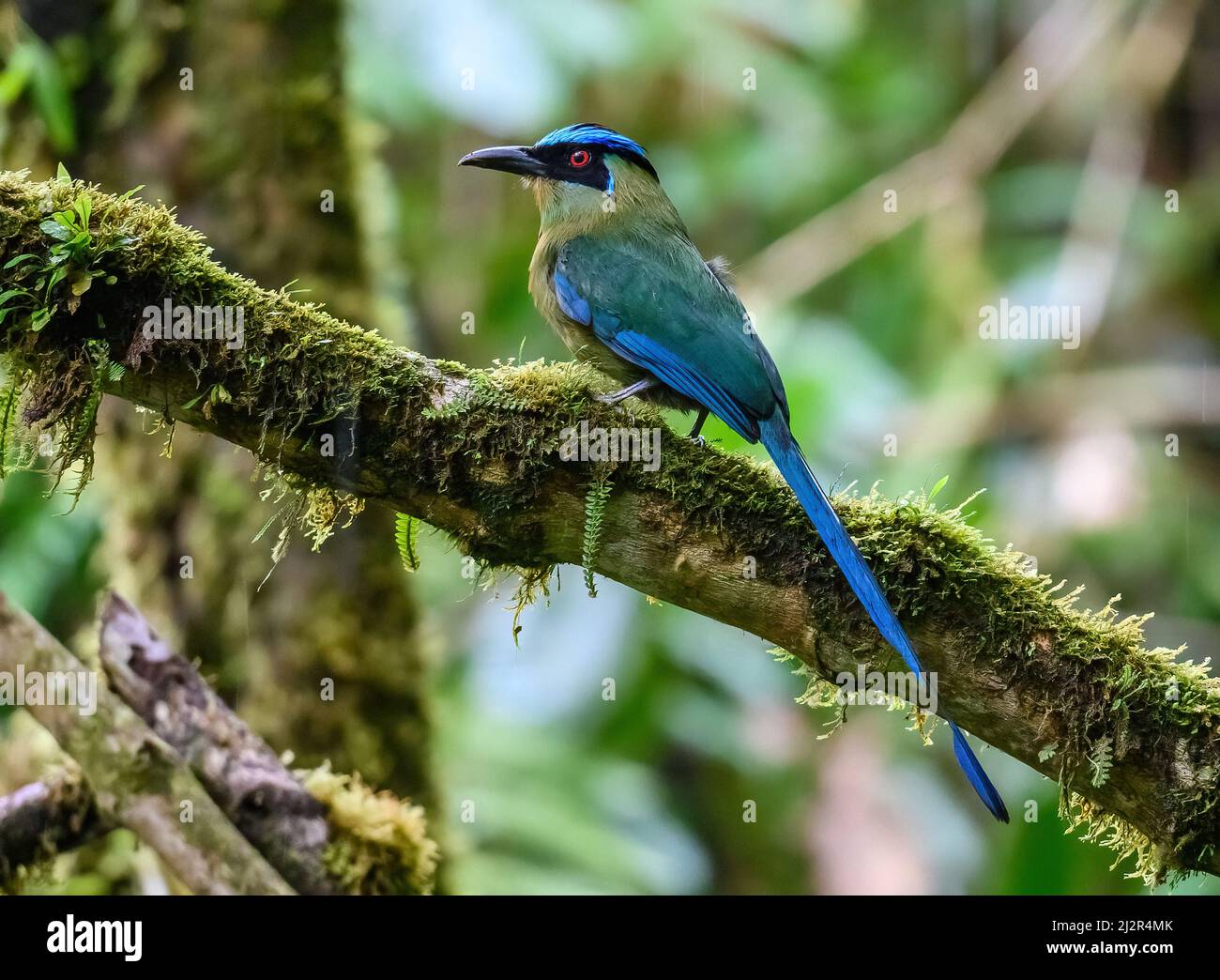 Une Motmotte andine (Momotus aequatorialis) perchée sur une branche. Colombie, Amérique du Sud. Banque D'Images