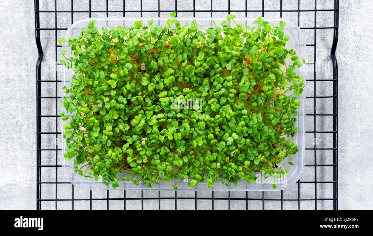 Microgreens of arugula, brocoli et radis vue rapprochée du dessus avec espace de copie. Culture de microverts dans des plateaux à la maison. Des ingrédients sains pour le petit déjeuner Banque D'Images
