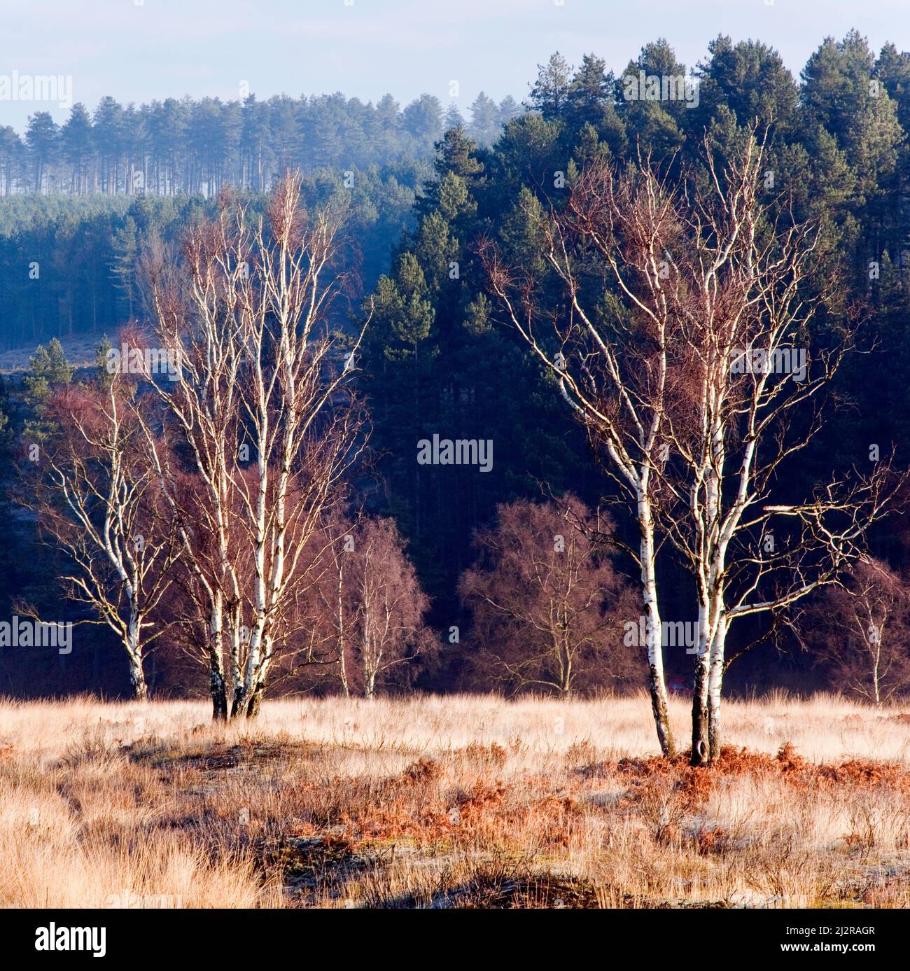 Le bouleau verruqueux sur Cannock Chase Country Park AONB (région de beauté naturelle exceptionnelle) dans le Staffordshire England UK Banque D'Images