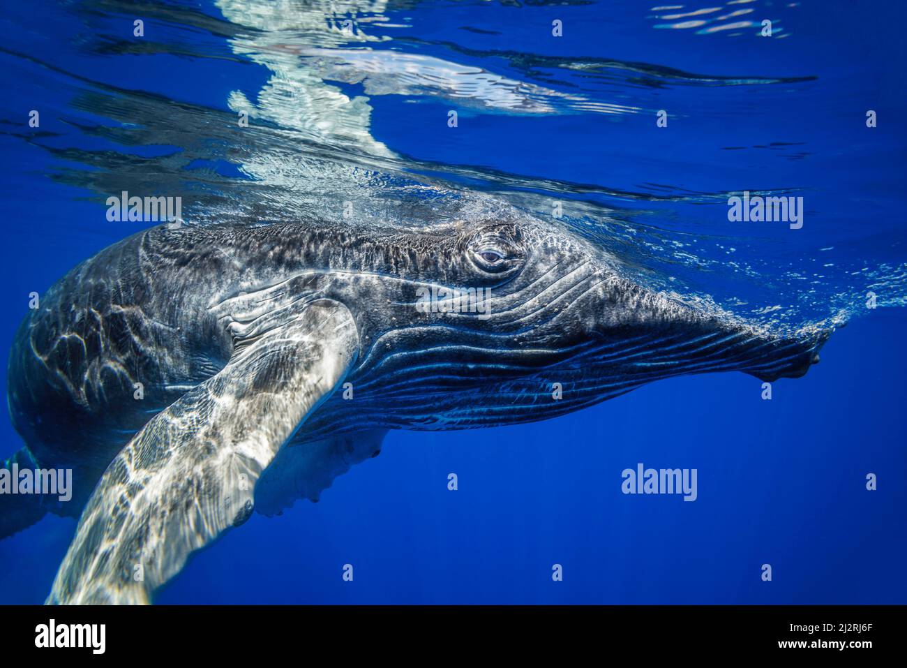 Une jeune baleine à bosse, Megaptera novaeangliae, sous l'eau, Hawaï. Banque D'Images