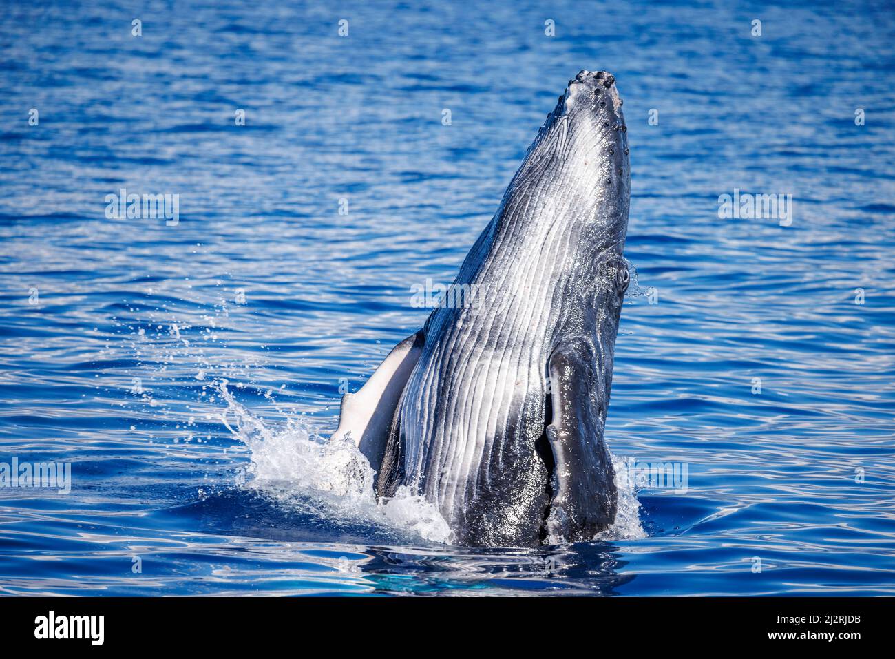 Cette baleine à bosse braconneuse, Megaptera novaeangliae, est un jeune veau, Hawaii. Banque D'Images
