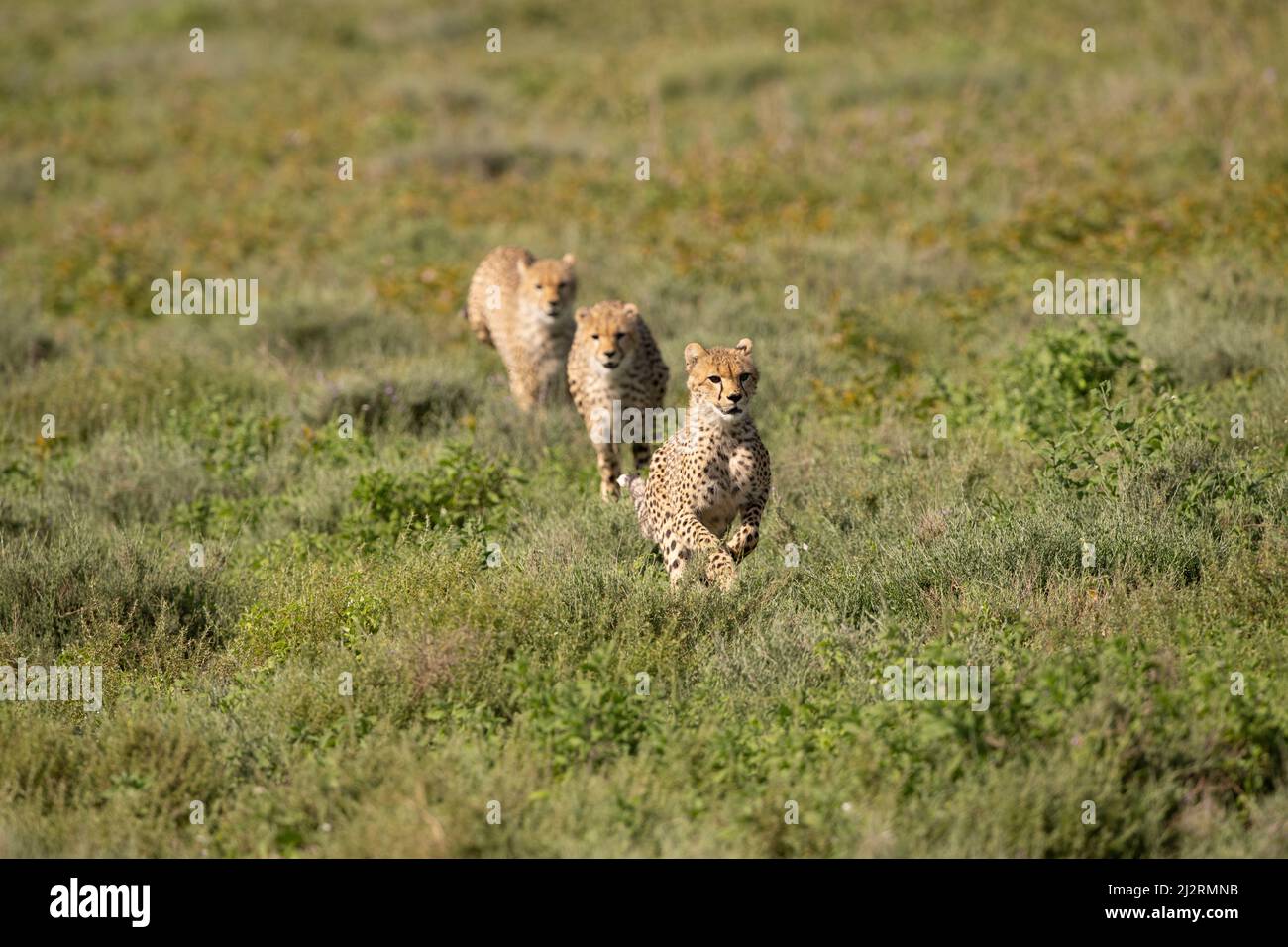 3 Cheetah Cubs Running, Tanzanie Banque D'Images