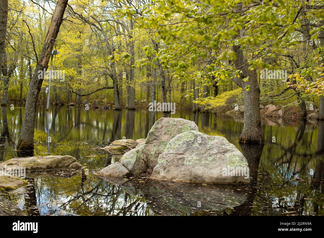 Communauté résidentielle privée sur les rives du Connecticut. Pris au printemps, c'est la région boisée non loin des eaux côtières de l'ATL Banque D'Images